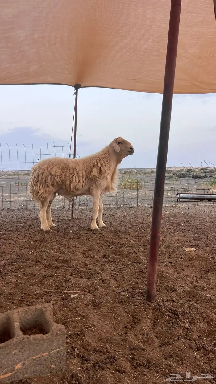 للبيع طلى 1