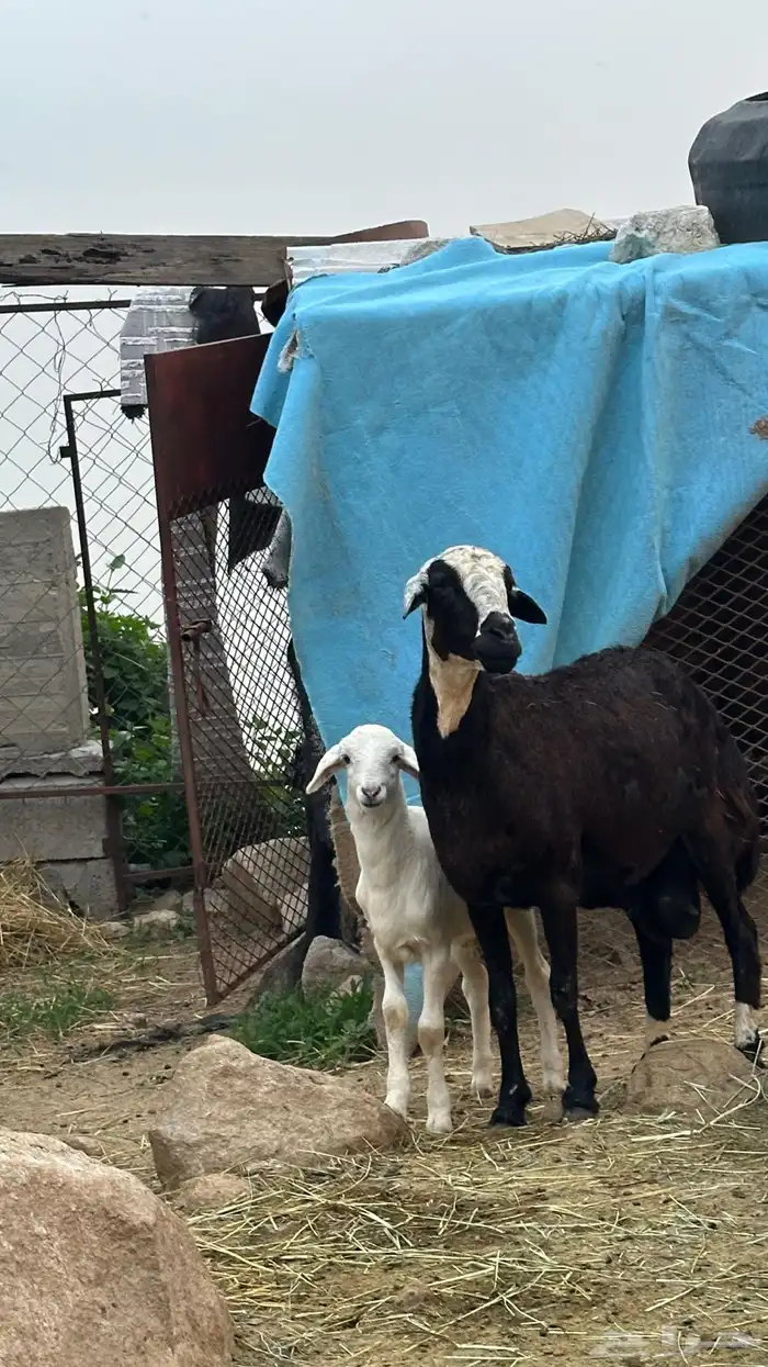 نعجه حريه للبيع 5
