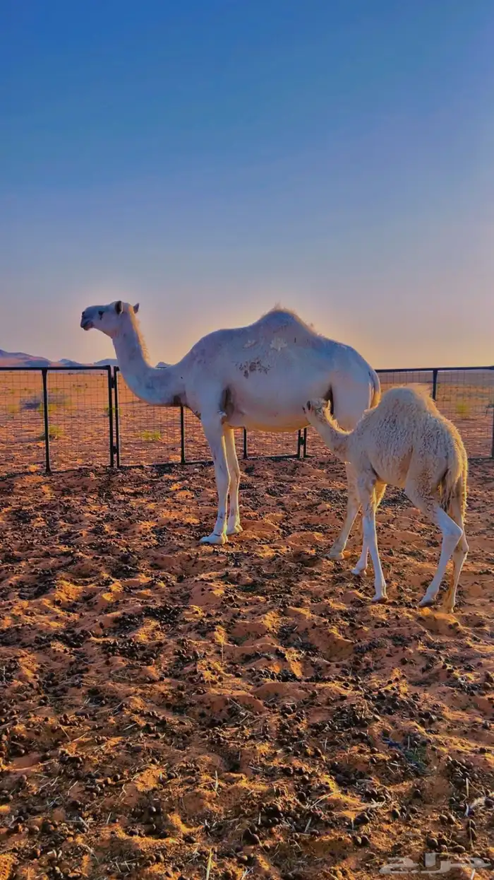 عشاير للبيع 1