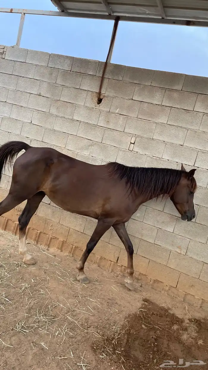للبيع خيل النوع فرس دهماء ركوب وإنتاج 0