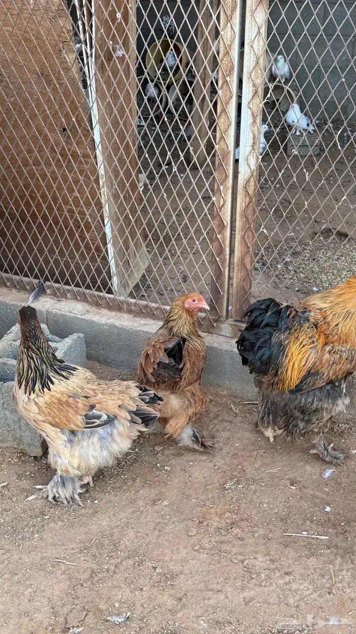 اعرض لكم طقم دجاج براهمه 1
