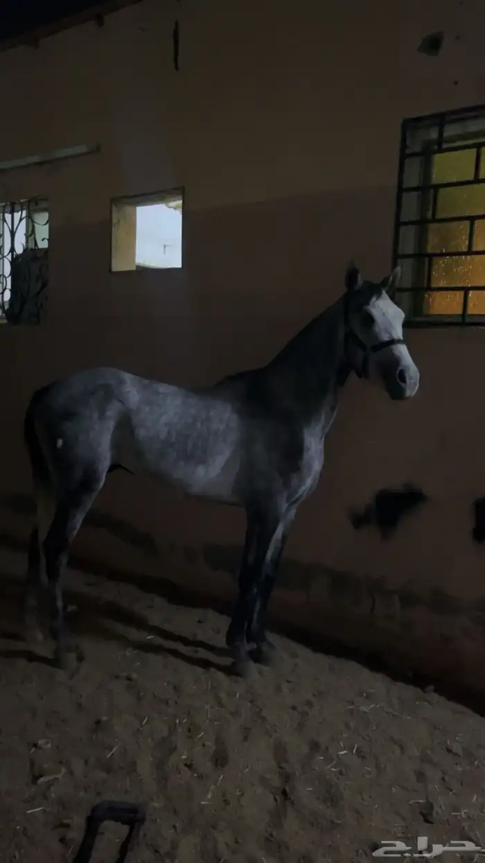 حصان شعبي 8