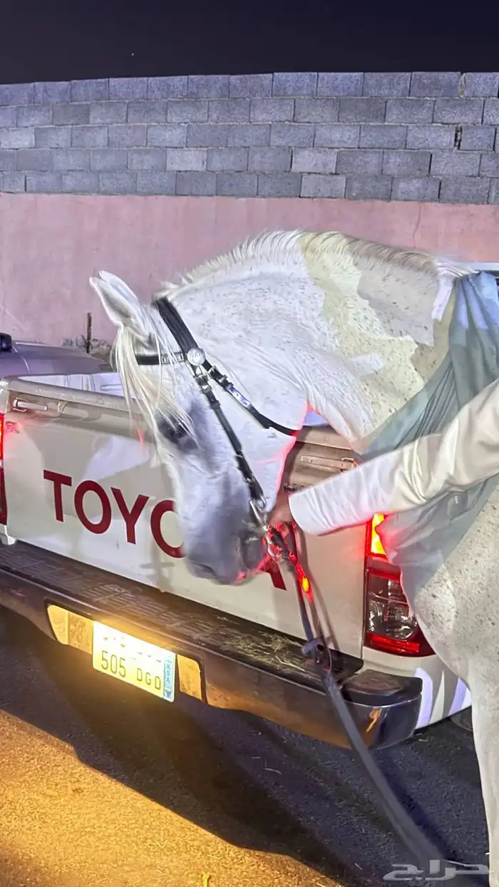 خيل عربي اصيل 7