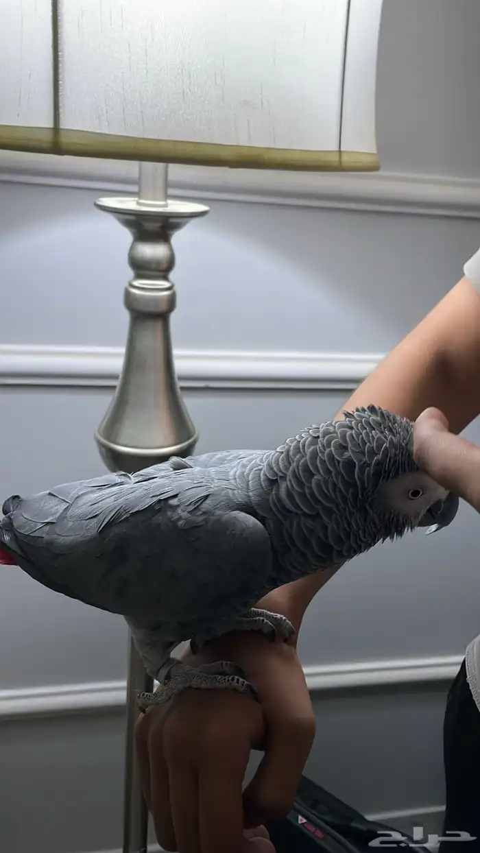 ببغاء كاسكو سوبر جامبو أليف 3