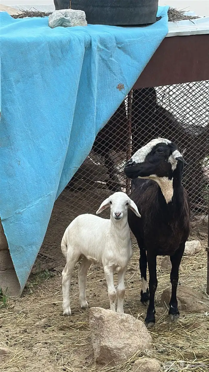 نعجه حريه للبيع 6