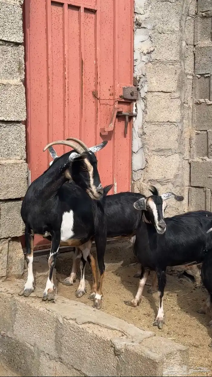 معزا حوو متابيع ( تم البيع ) 2