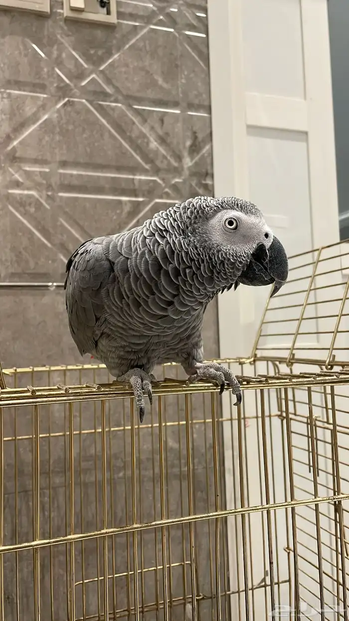 ببغاء كاسكو سوبر جامبو أليف 0