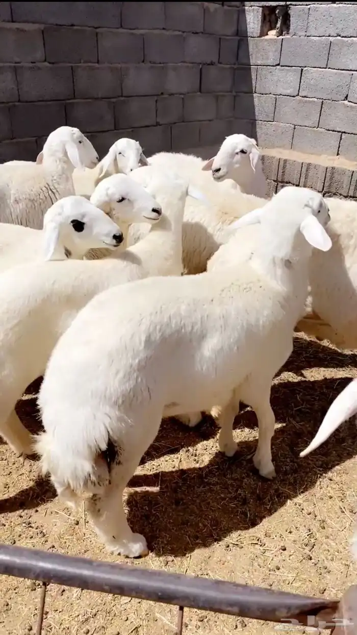 بهم حري ذبايح طليان 0