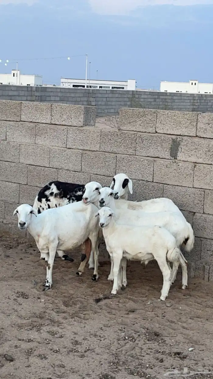 اربع غنم فيها خلفها معها طلي و الباقي ماضربة 0