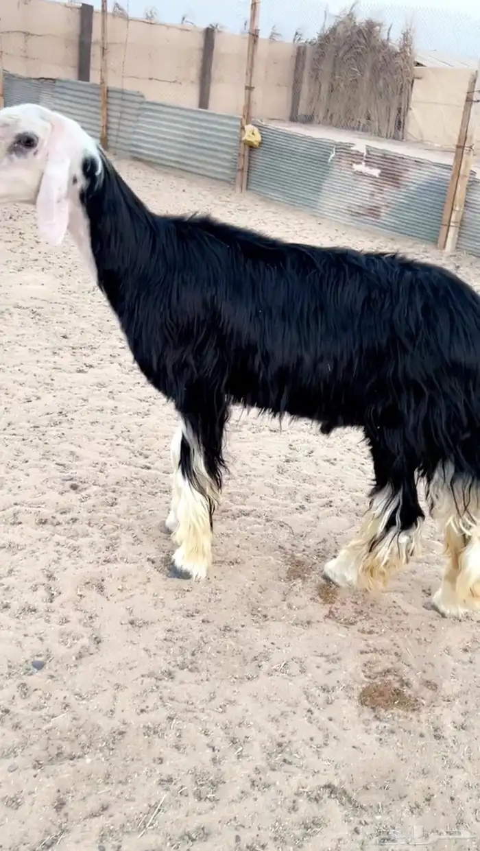 تم البيع فحل نجدي للبيع تم البيع 4