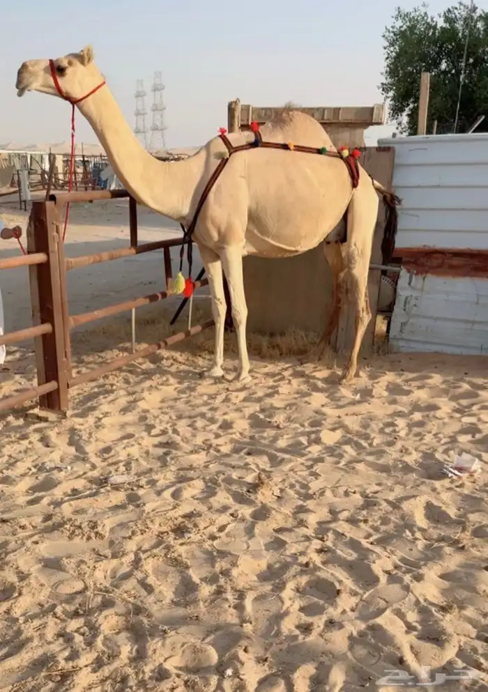 للبيع عشرا تحتها بكره والناقه وبنتها vip 1