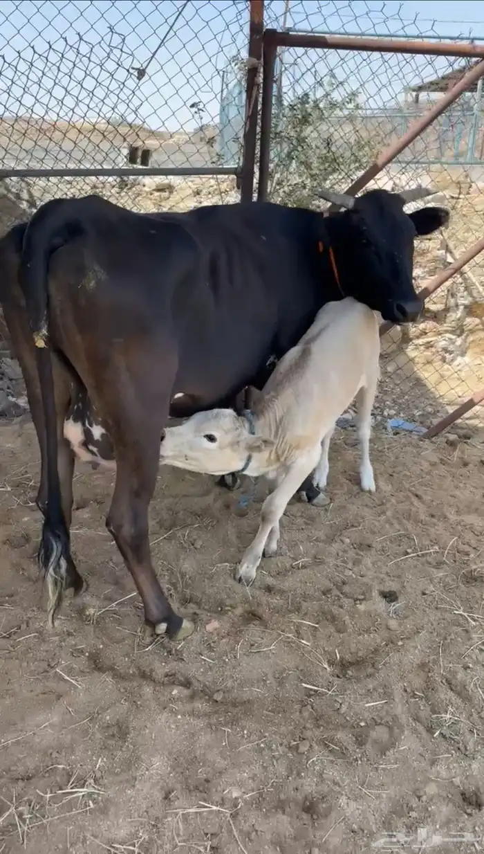 بقره ناتج كفو 4