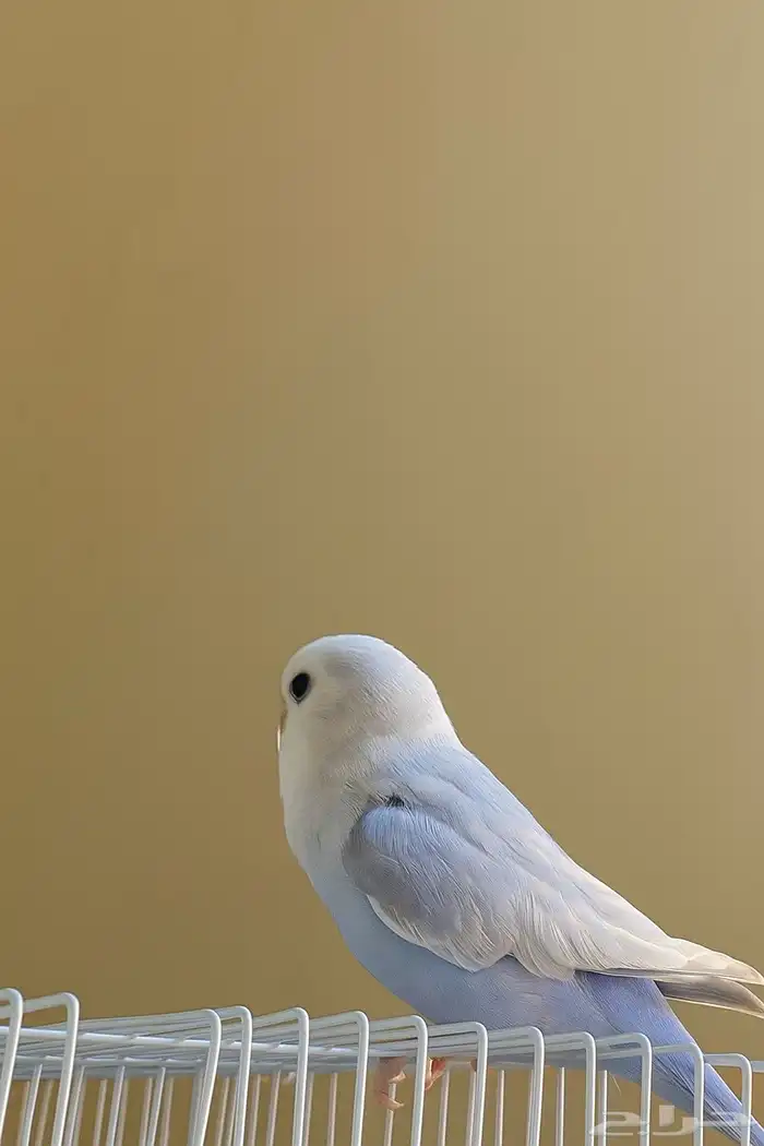 روز الحبه 120 لون اخضر وا سماوي 0