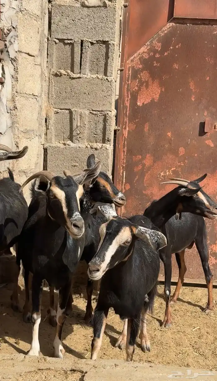 معزا حوو متابيع ( تم البيع ) 3