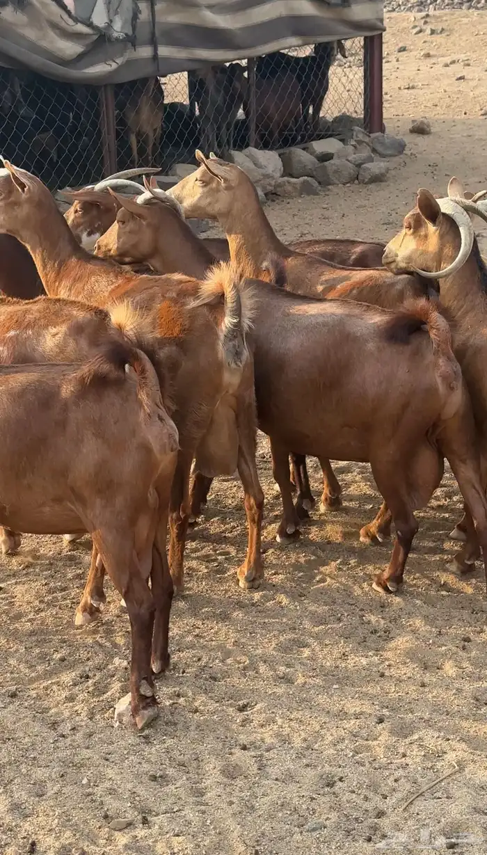 معزا دهم فواخر تم البيع 4