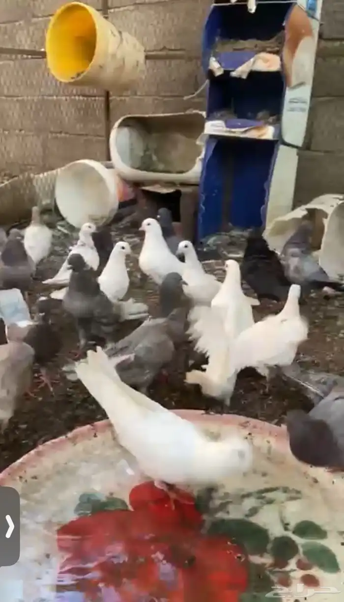 حمام قلاب 1