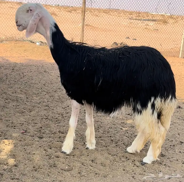 رخل نجديه خصم 4