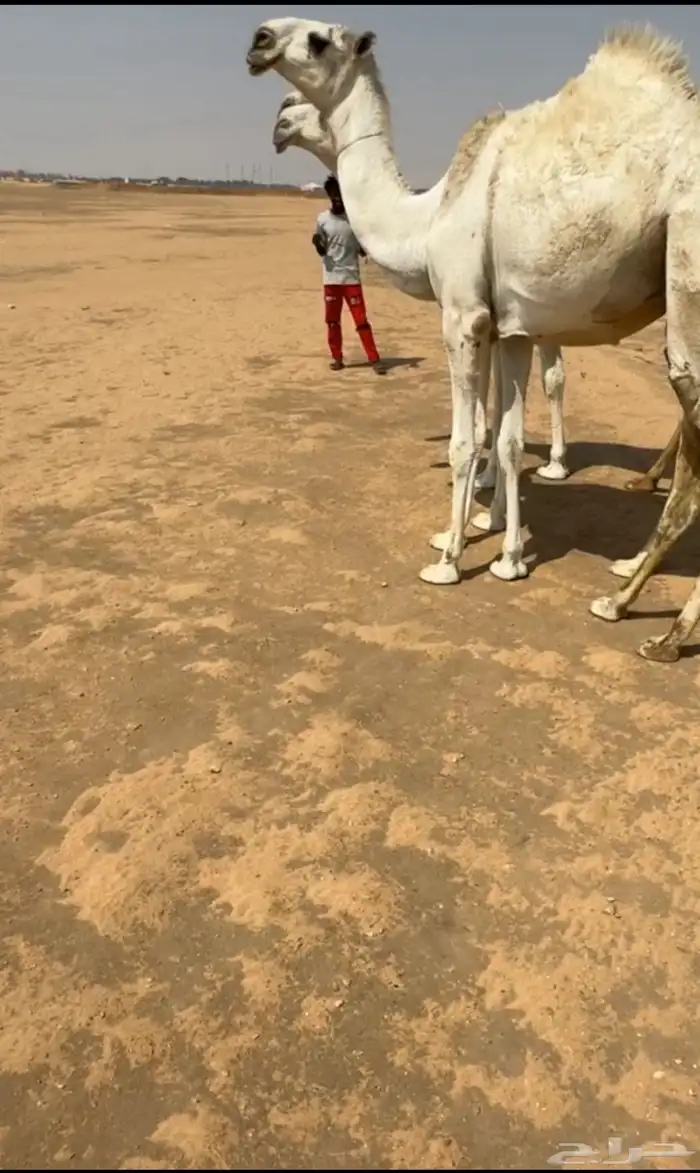 بكار العد ثنتين منوت القناي 0