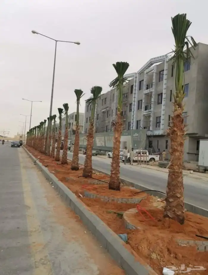 توريد وتركيب نخل العربي والوشنطني 2