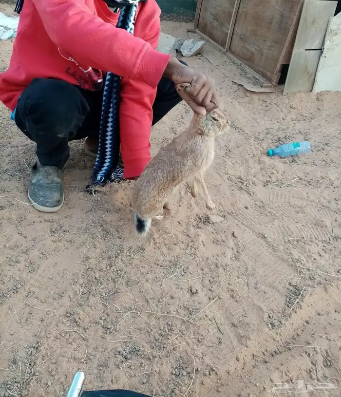أرانب الشمال حمر 1