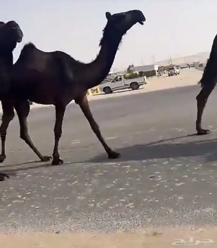 للبيع ابل الكفووو مجاهيم العدد خمس 2