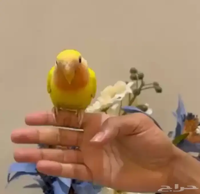 للبيع ببغاء روز لاتينو 0