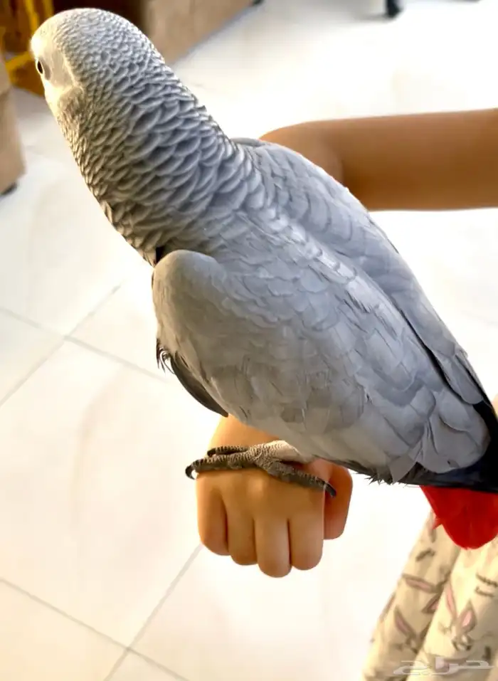 كاسكو هدد ومتكلم 1
