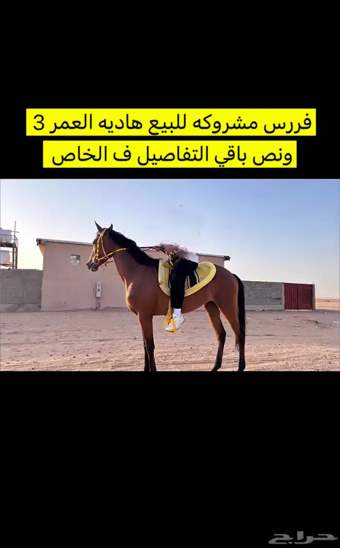فرس طيبه 0