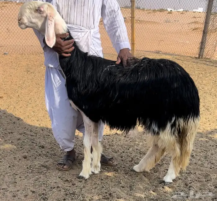 رخل نجديه خصم 1