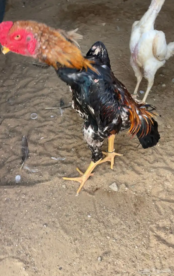 ديك شامو ياباني 3