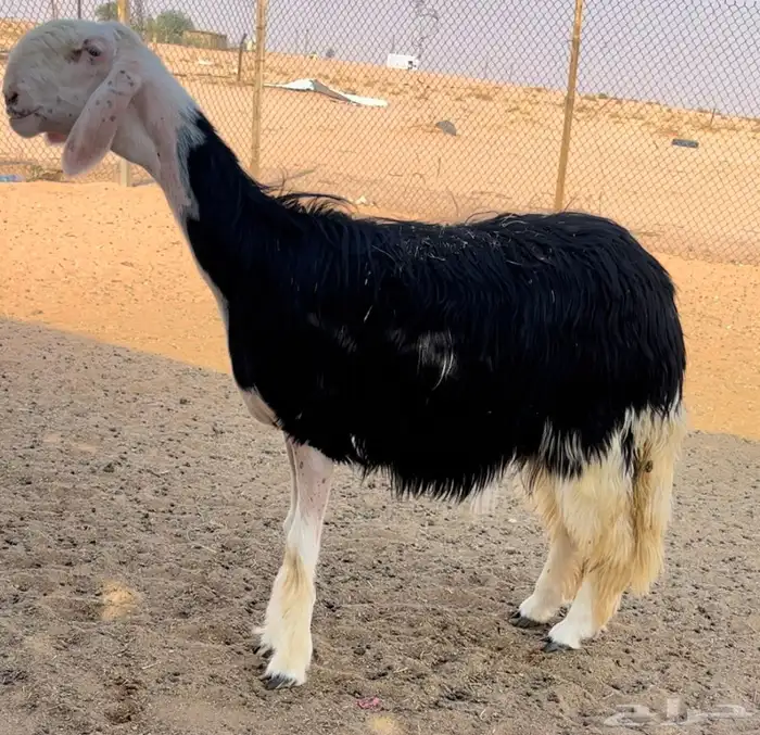 رخل نجديه خصم 2