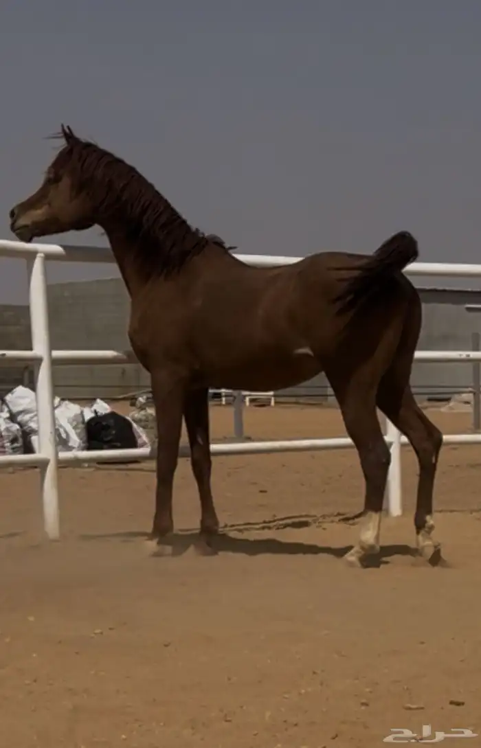 حصان واهو مكس 0