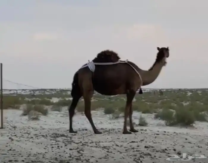 البيع بكره مجهم 4