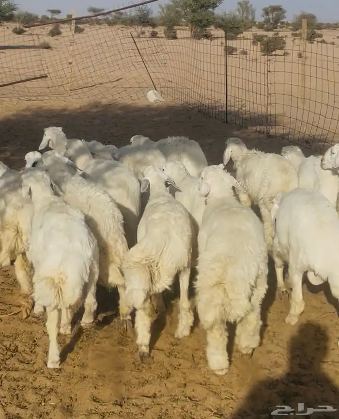 18 طلي حري للبيع 3