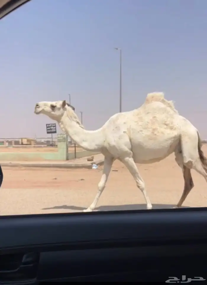 لقحه طيبه 0