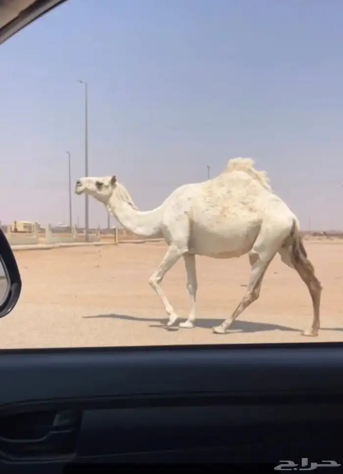 لقحه طيبه 1