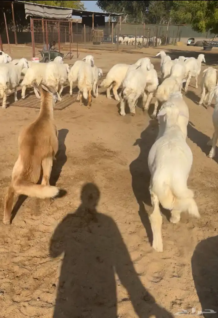ذبايح حري و سواكني فاخرة 2