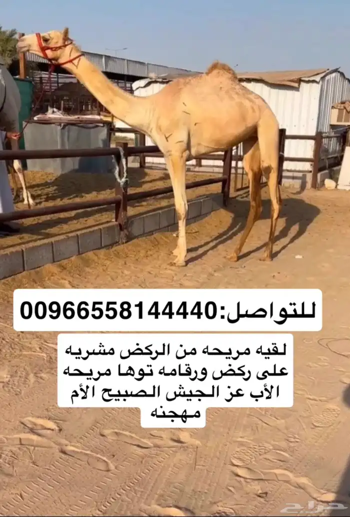 بنت عزالجيش راكض بيدها لقيه 0