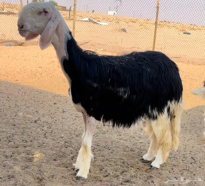 رخل نجديه خصم 0