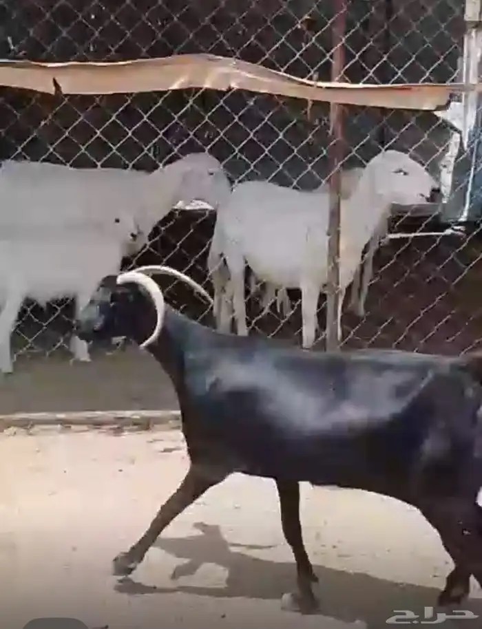عنز حصا حليب طيبه 0
