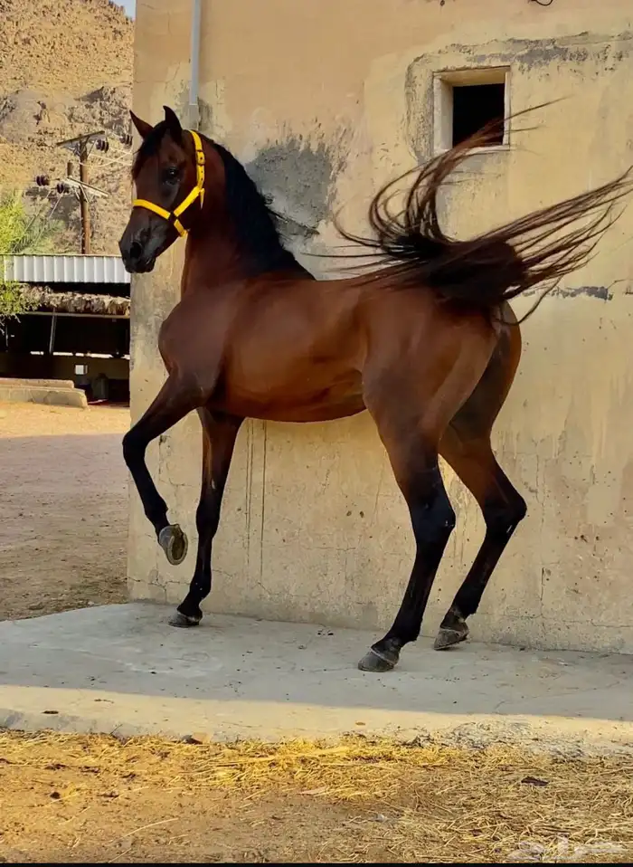 حصان شعبي ينافس الواهو 1