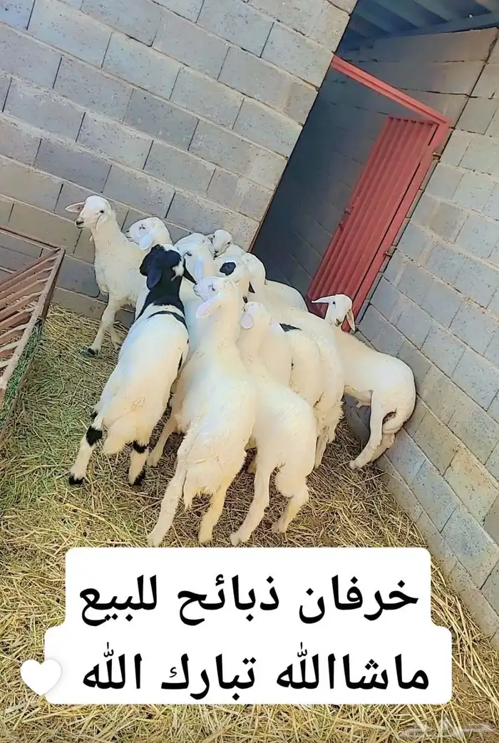 خرفان ذبايح للبيع يوجد تمارا في الموقع 0