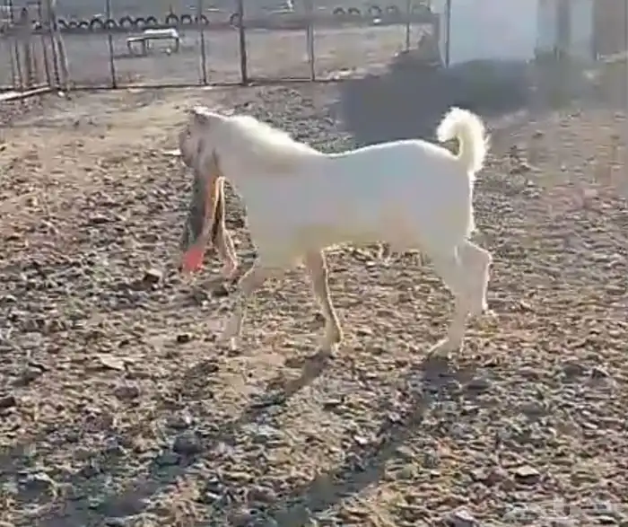 المدينة المنورة طريق تبوك الجديد قبل المندسة 1