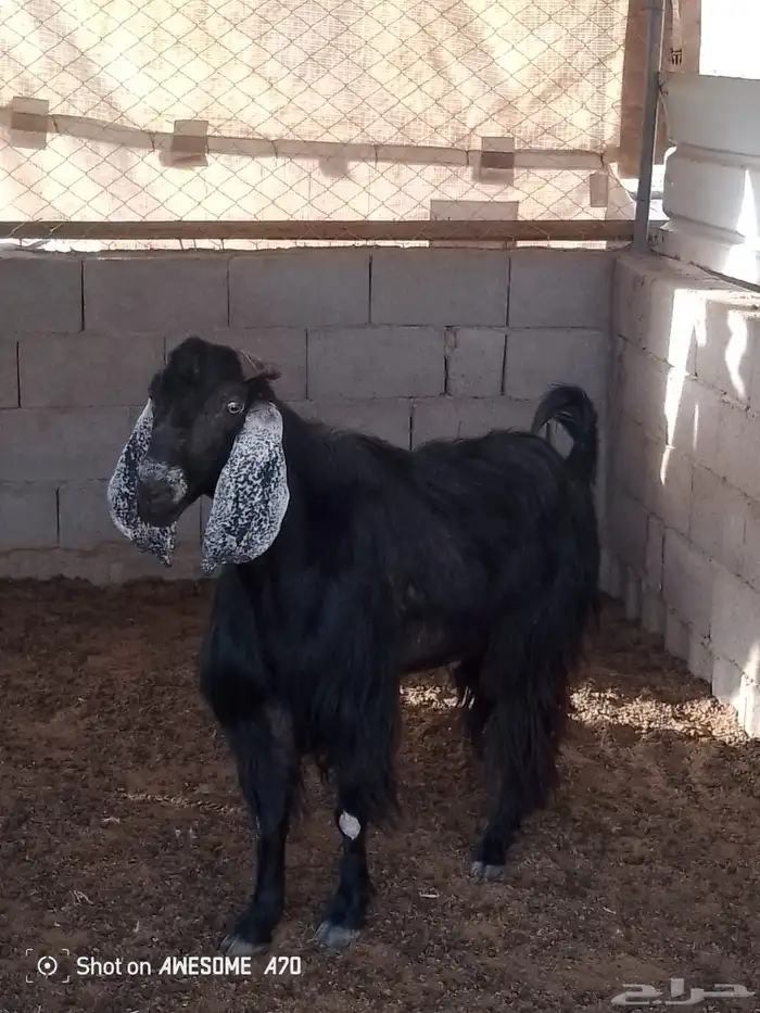 بيع تيس عارضي 0