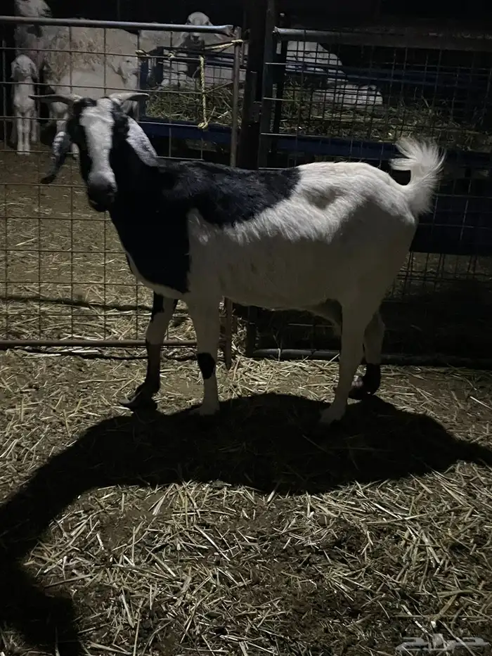 عنز دافع ورخال 1