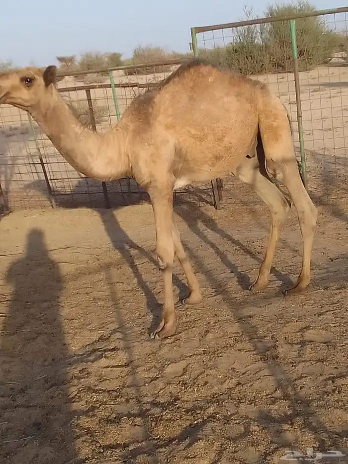 قعود للبيع 0