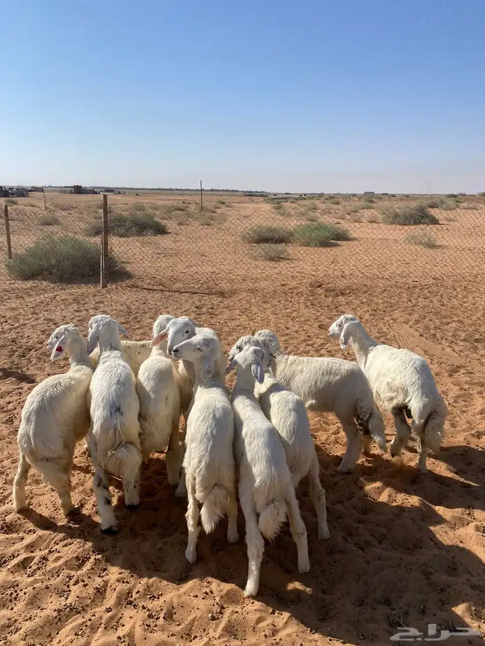 بهم حري تم البيع 0