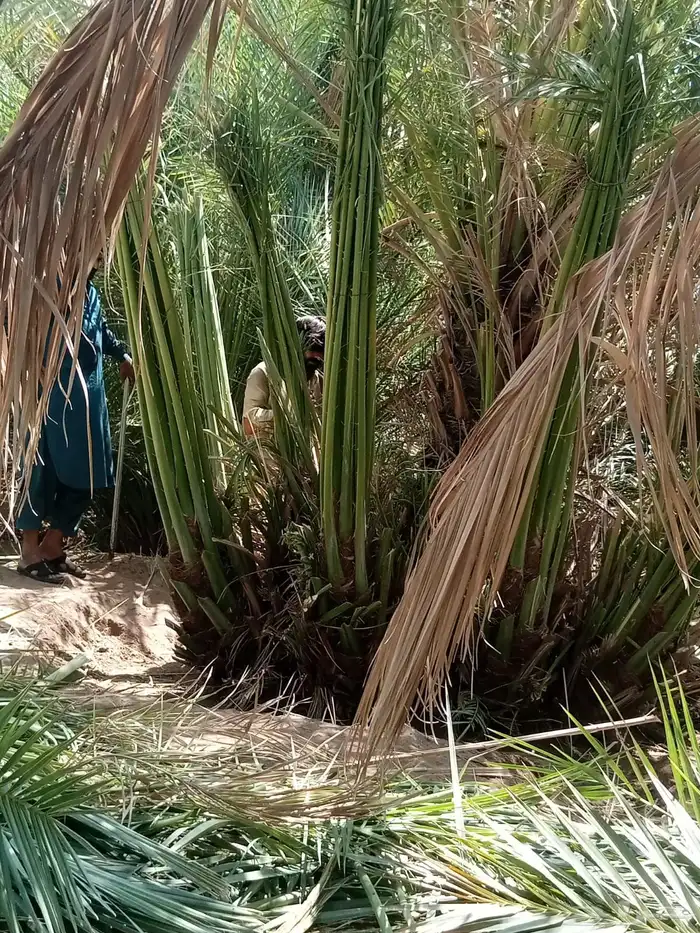 نخيل لبيع 2