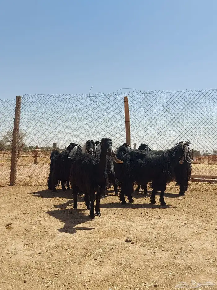 بيعن الله يبارك له معزا شبب ثنوات ورباعيات 3