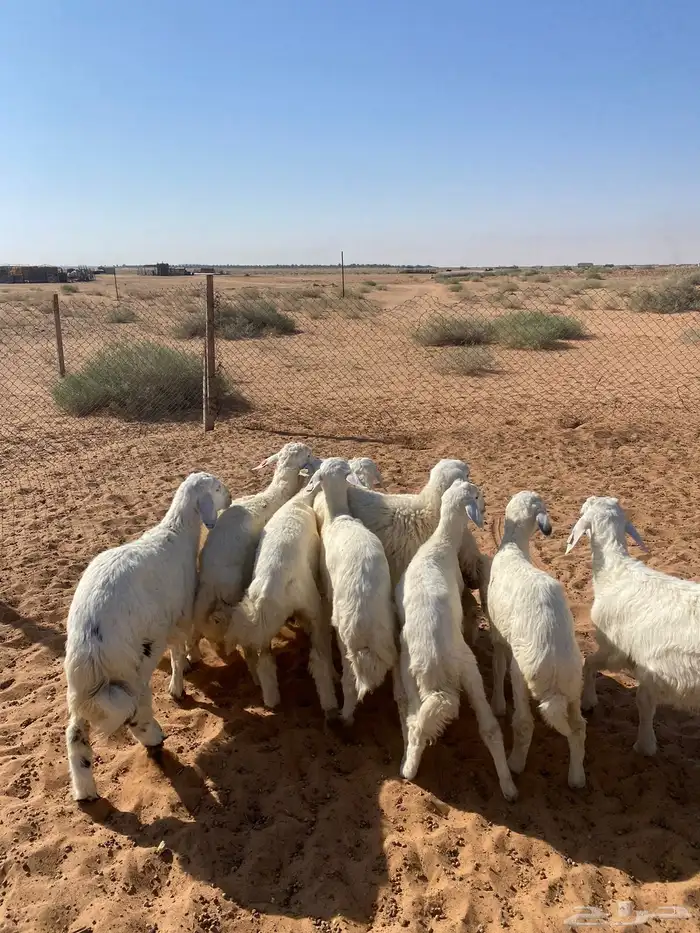 بهم حري تم البيع 1